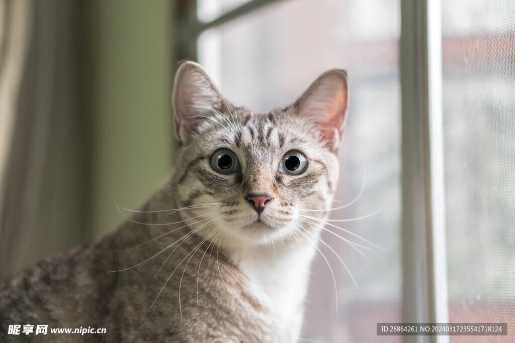 猫猫