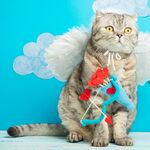 猫猫
