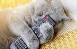 猫猫