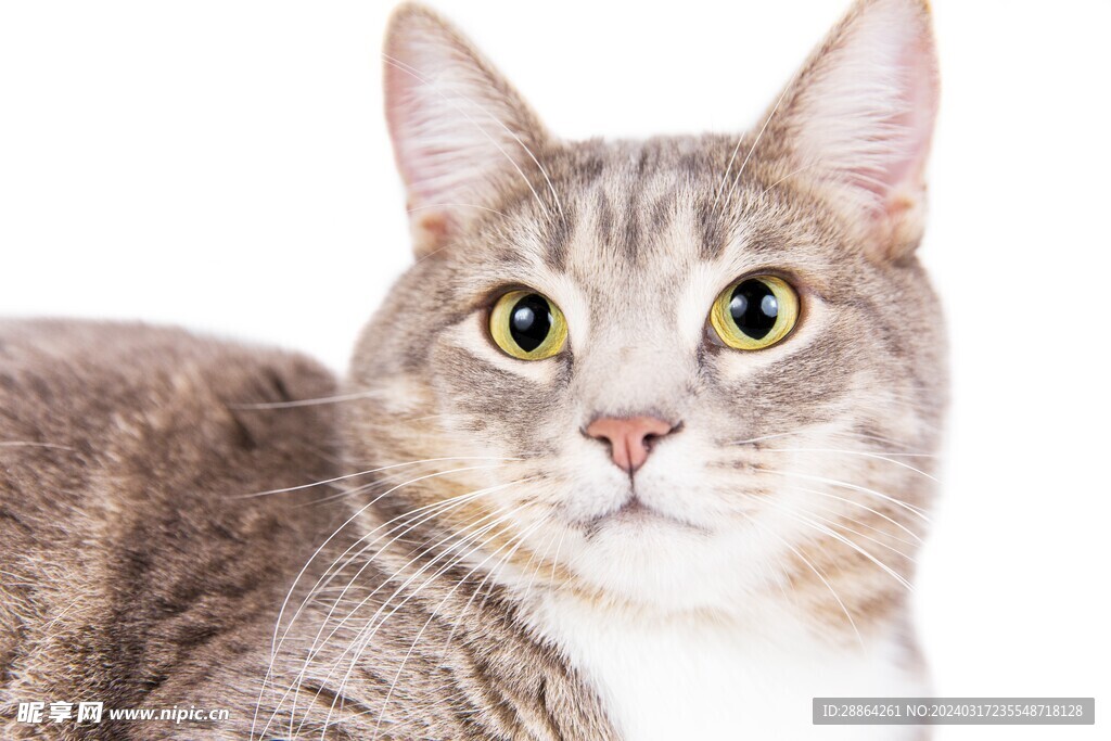 猫猫