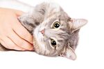 猫猫