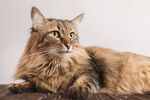 猫猫