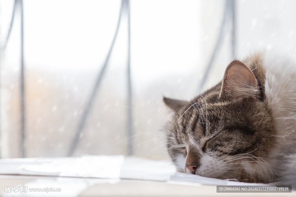 猫猫