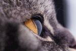 猫猫
