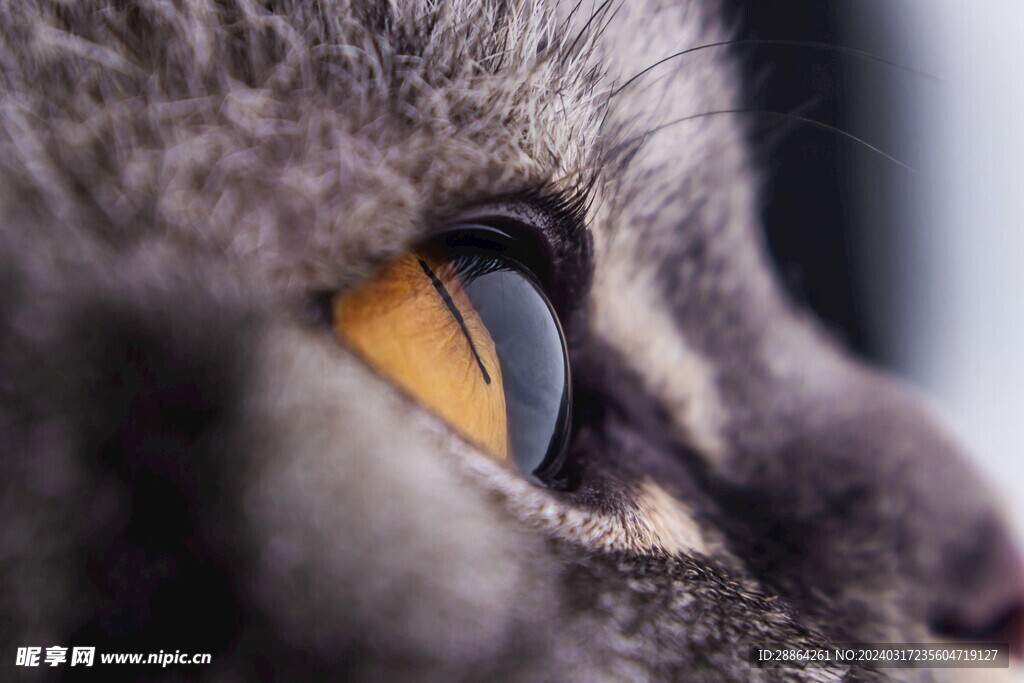 猫猫