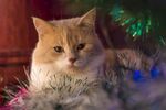 猫猫