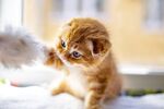 猫猫