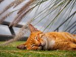 猫猫