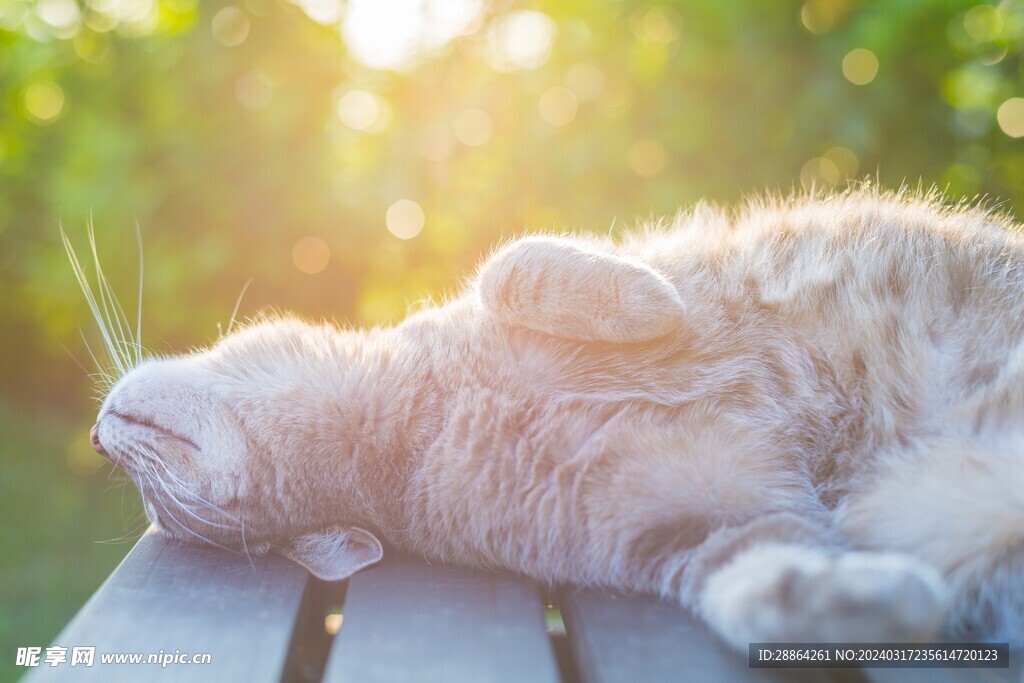 猫猫