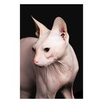 猫猫