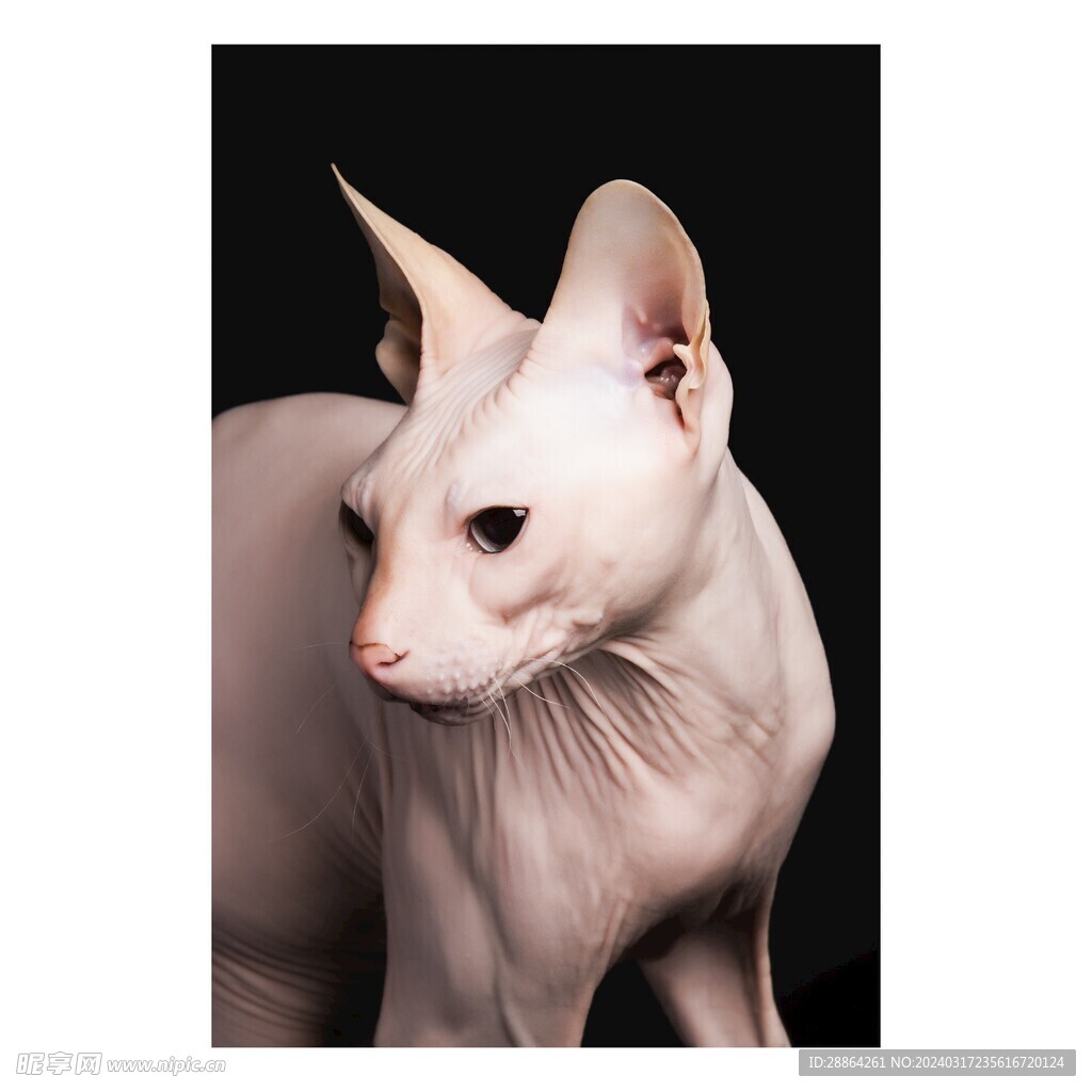 猫猫