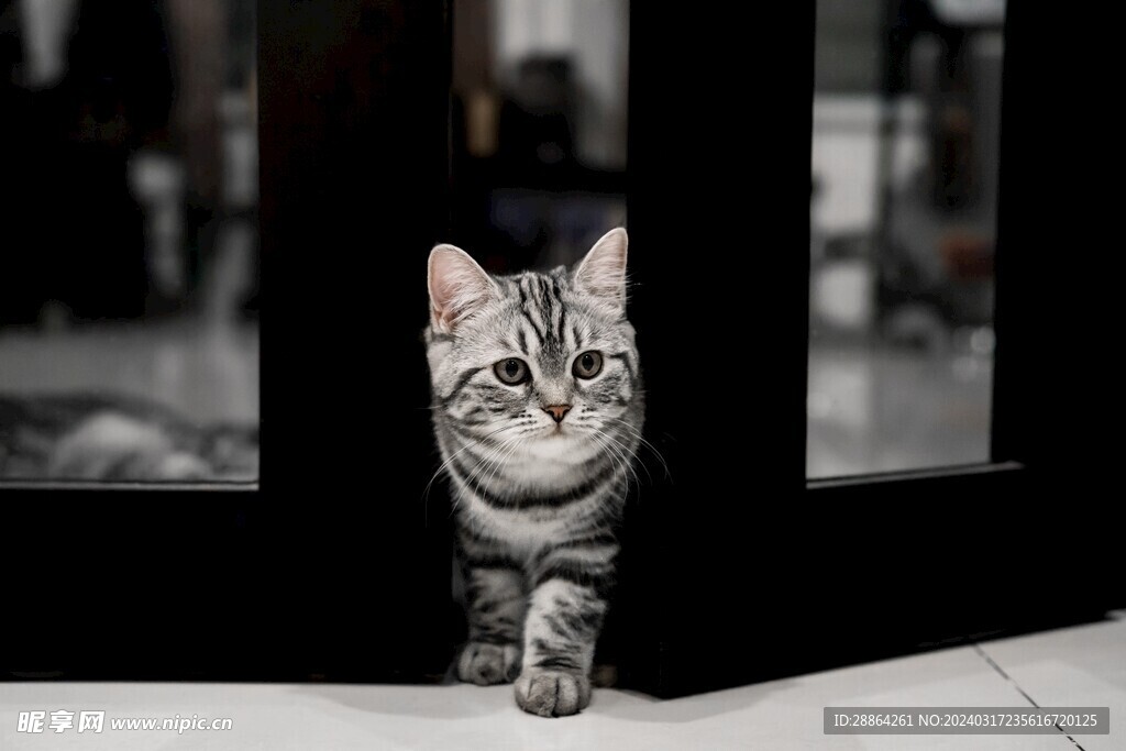 猫猫