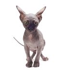 猫猫