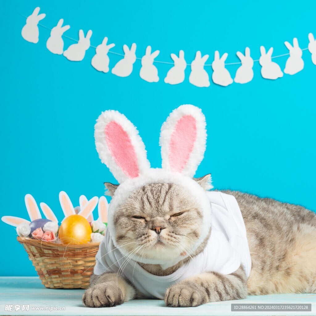 猫猫