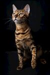 猫猫