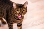 猫猫