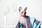 猫猫