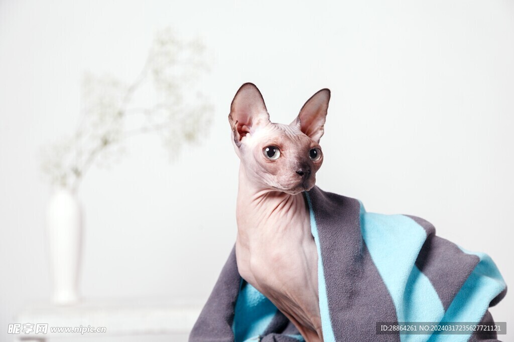 猫猫