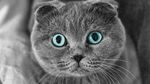 猫猫