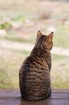 猫猫
