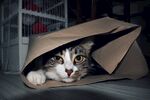 猫猫