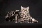 猫猫