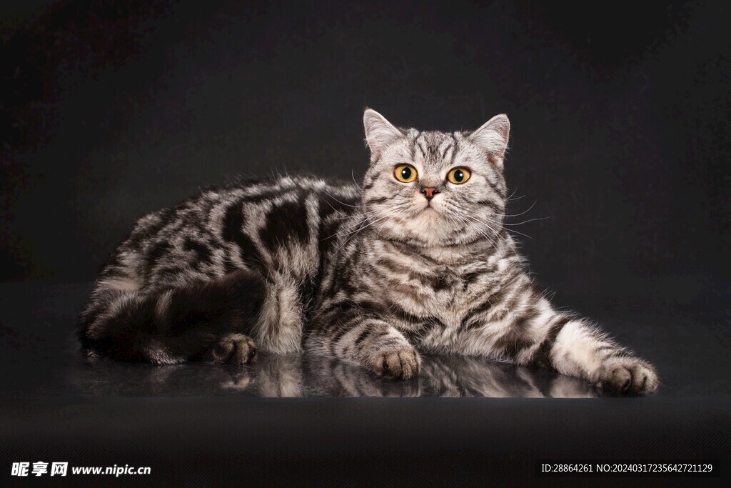 猫猫