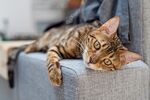 猫猫