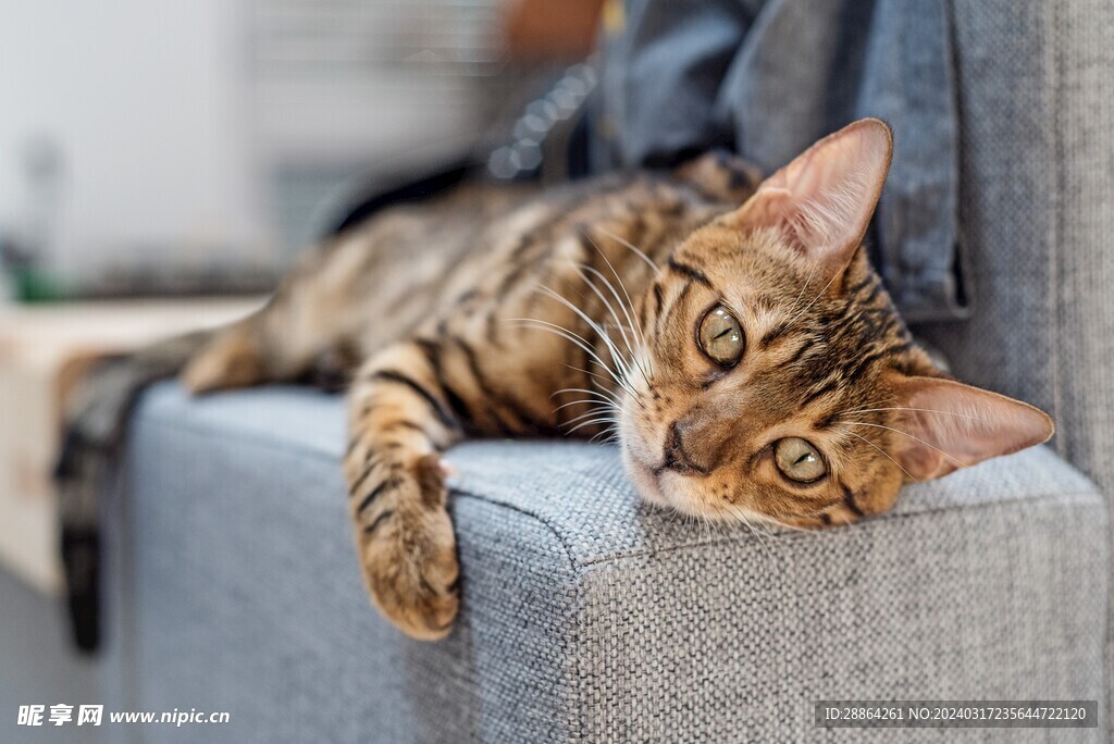 猫猫