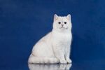 猫猫