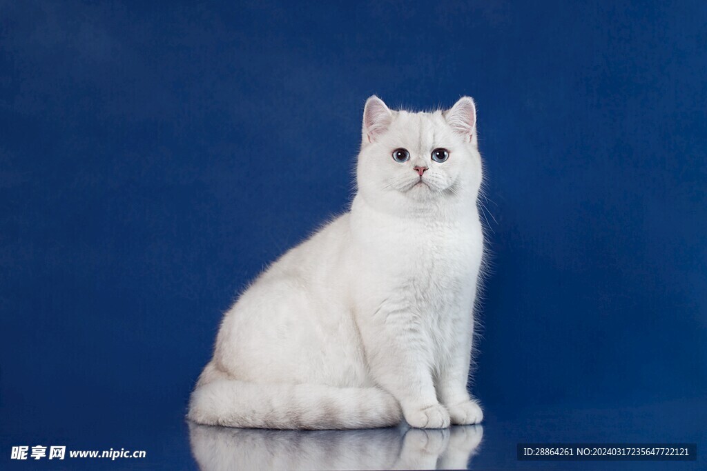 猫猫