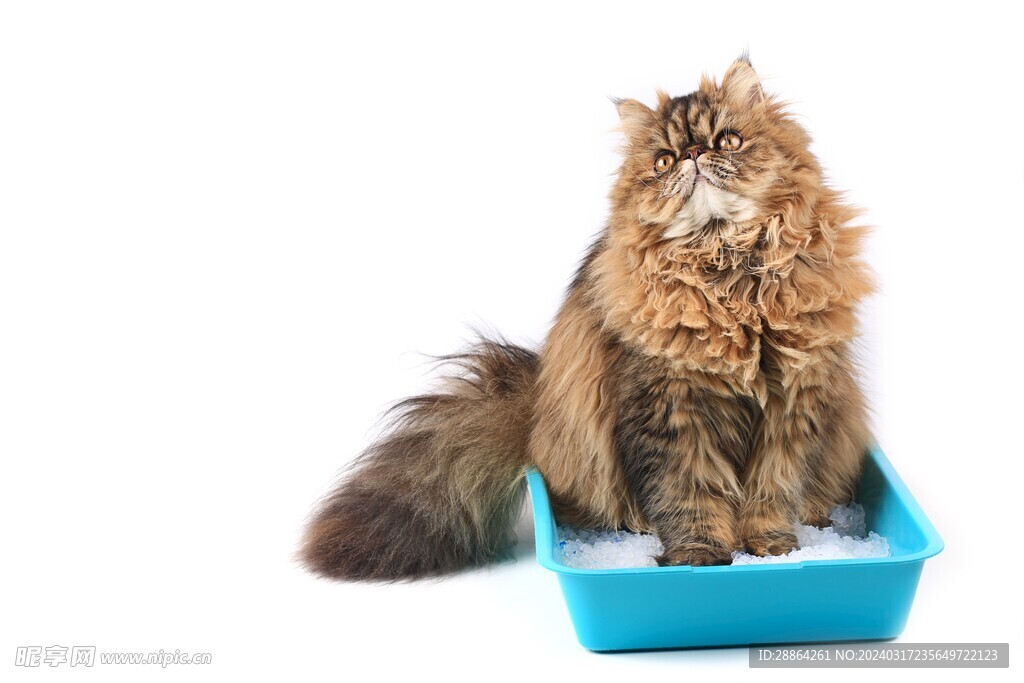 猫猫