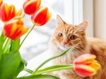 猫猫
