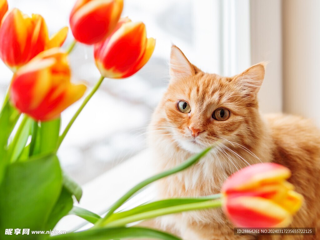 猫猫