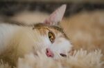 猫猫