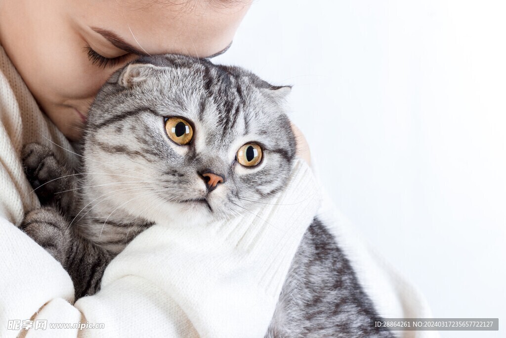 猫猫
