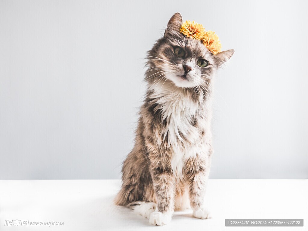 猫猫