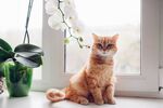 猫猫
