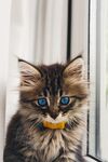 猫猫
