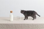 猫猫