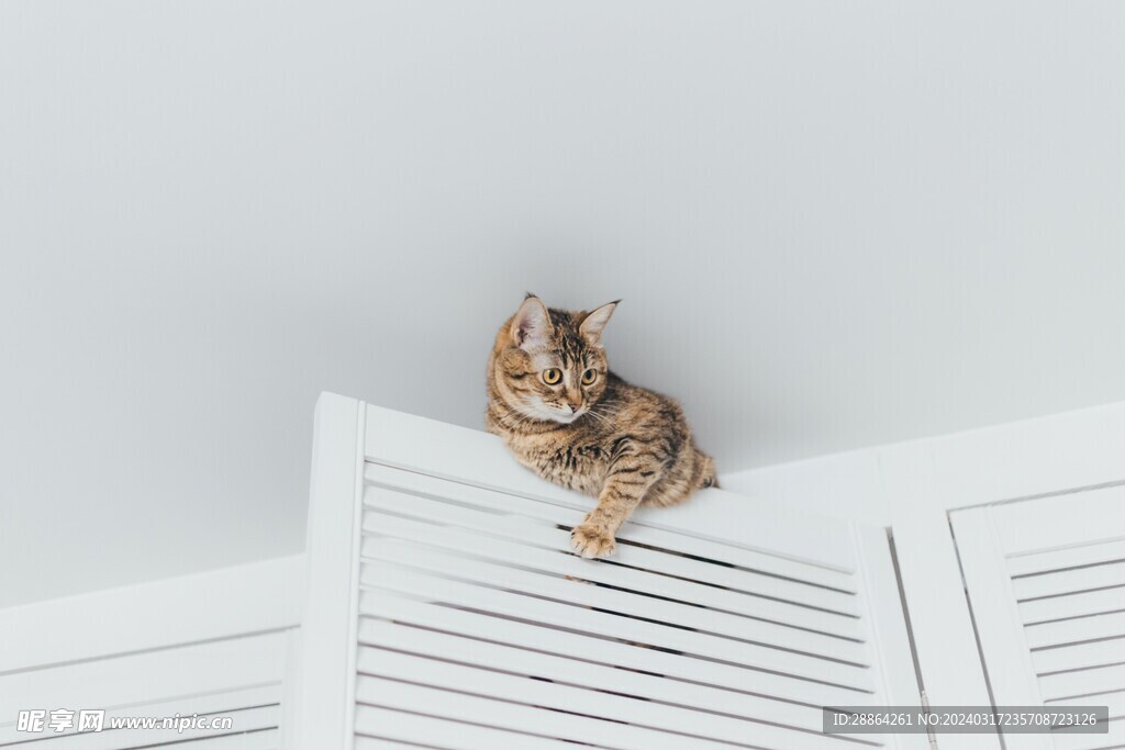 猫猫