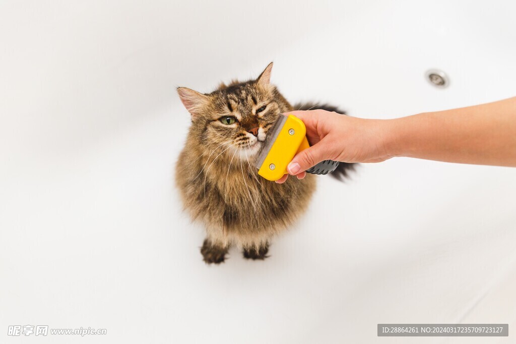 猫猫