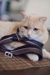 猫猫