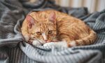 猫猫