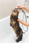 猫猫