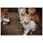 猫猫