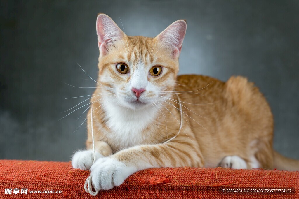 猫猫
