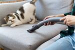 猫猫