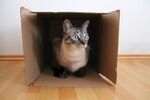猫猫