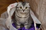 猫猫